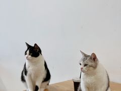 -有喵·猫咖·狗咖·40+猫狗有小奶狗(岗厦店)