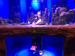 -芜湖新华联大白鲸海洋公园