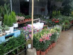 -桂林市花鸟市场