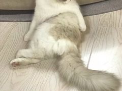 -猫和宫(六道口店)