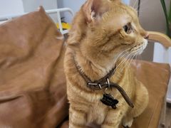 -李小姐の猫咖啡馆(五角场店)