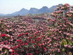 -贵州百里杜鹃风景名胜区