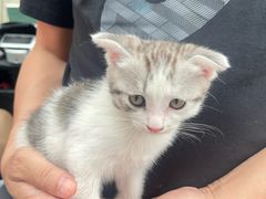 -青石桥花鸟鱼虫市场(叠翠城店)