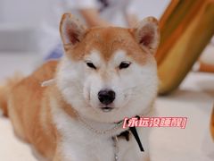 -柴务处·柴犬主题狗咖