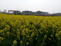 -田园东方蜜桃村的田野营地