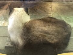-猫咪博物馆(顶澳仔猫街店)