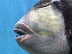 -芜湖新华联大白鲸海洋公园