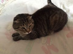 -北京赛佳动物医院