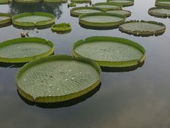 -白洋淀景区