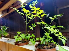 -望京一号·重庆江湖菜(工体店)