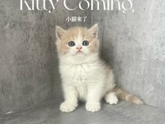 -小猫来了·猫舍(红山六九七九店)