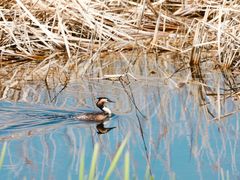 -野鸭湖国家湿地公园