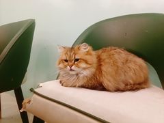 -安格丽娜·狗咖·猫咖羊驼咖(春熙路百盛商场店)