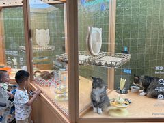 -帕帕拉兹宠物(亚洲旗舰店)