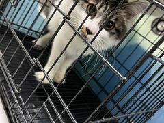 -宠物星动物医院·眼科·异宠·猫科(江南大道总院)