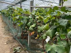 -马陆小张葡萄园农家乐