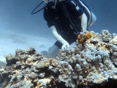 -班拉雅潜水度假村