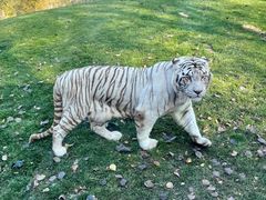 -北京野生动物园