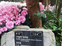 -海口观澜湖火山温泉谷