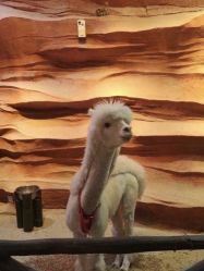 -酷嗒动物文化乐园(cutezoo西溪乐天城店)