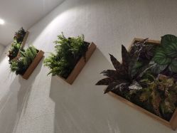 点击看大图 -薇薇安花系SPA