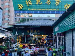 -曲阳花鸟市场(曲阳路店)