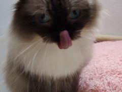 -1013 PET SHOP精品宠物商店(丁香店)