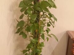 -1918中餐厅(衡山路店)