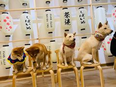 -柴迷FANS CLUB·柴犬狗咖·猫咖