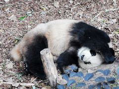 -成都大熊猫繁育研究基地