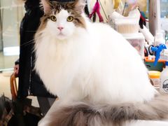 -momokira米努特·德文卷毛猫·棉花面纱犬
