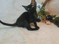 -十年猫舍·猫咪专门店(普陀店)
