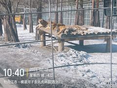 -横道河子东北虎林园