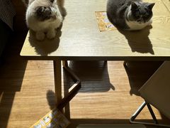 -滚猫咖啡·猫咖·猫友好撸猫(未来城店)