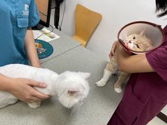 -安安宠医安欣宠物医院
