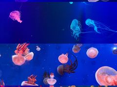 -成都浩海立方海洋公园