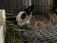 -爱侣宠医·鹦鹉专科·小型哺乳类·异宠专科(灵石路店)