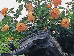 -艺圃