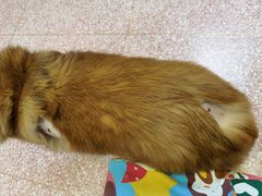 -北京博爱动物医院有限公司