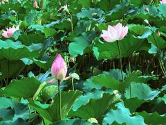 -荔湾湖公园