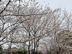 -高东镇樱花园