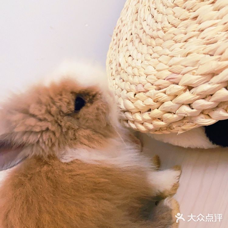 猫咖