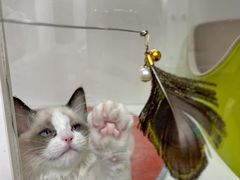 -青奢宠物·青奢猫舍