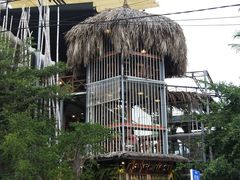 -Rainforest