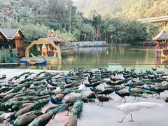 -西双版纳原始森林公园