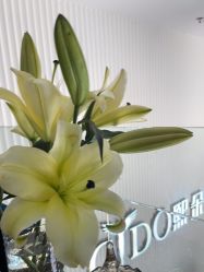 -熙朵美学植发·连锁品牌