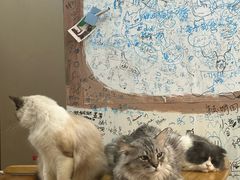 -李小姐の猫咖啡馆(五角场店)