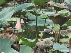 -大湾区中央湿地公园