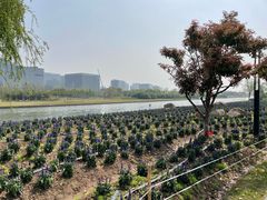 -春花秋色城市公园