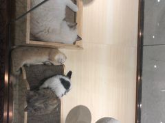 -momokira米努特·德文卷毛猫·棉花面纱犬